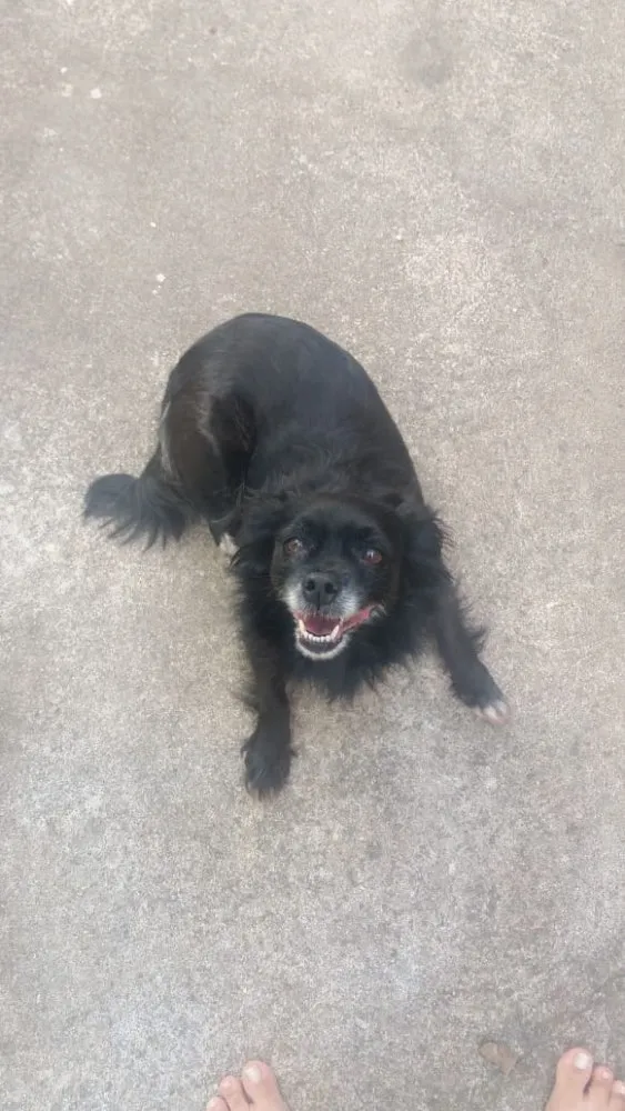 Cachorro raça Vira lata idade 6 ou mais anos nome Duda