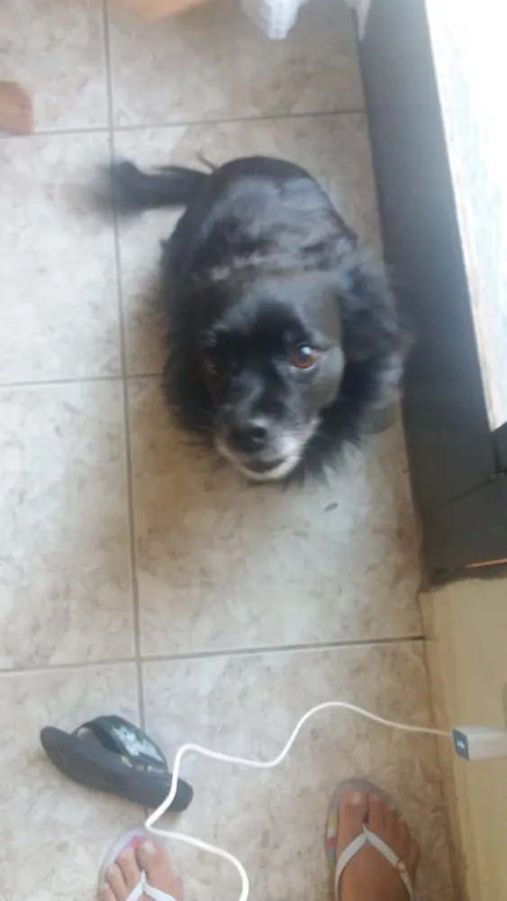 Cachorro raça Vira lata idade 6 ou mais anos nome Duda