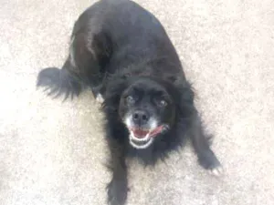 Cachorro raça Vira lata idade 6 ou mais anos nome Duda