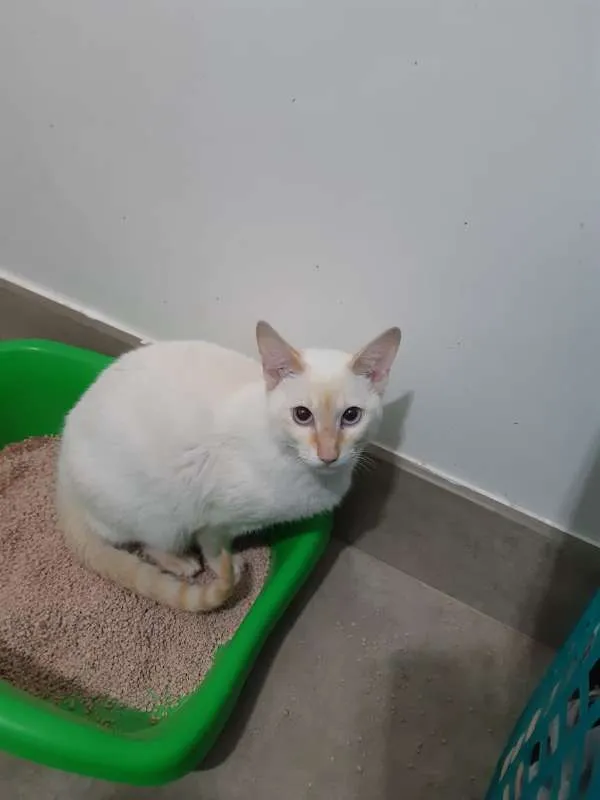 Gato ra a SRD idade 7 a 11 meses nome Charles
