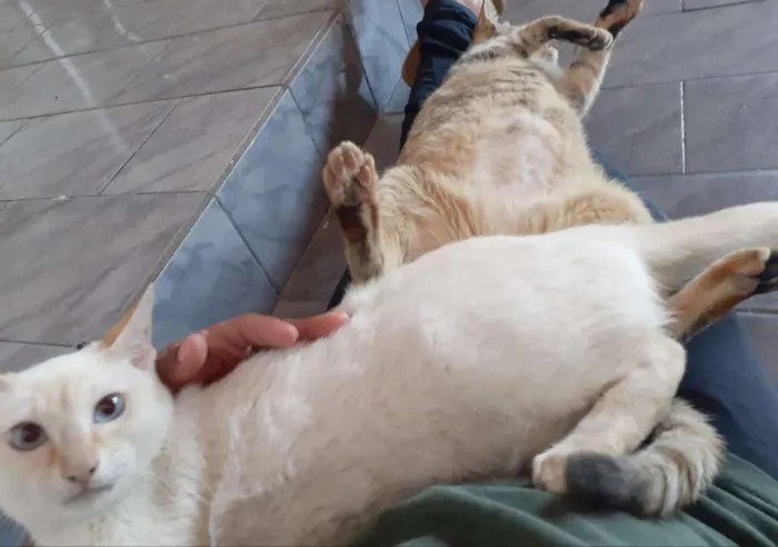 Gato ra a SRD idade 7 a 11 meses nome Charles