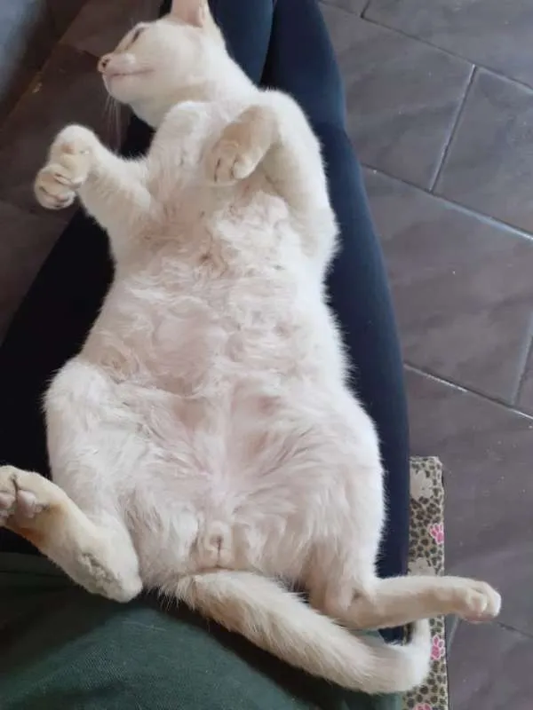 Gato ra a SRD idade 7 a 11 meses nome Charles