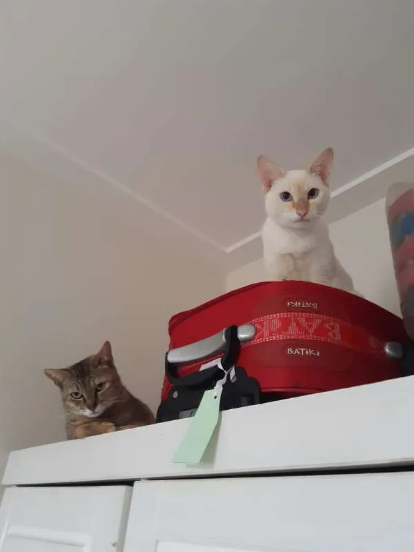 Gato ra a SRD idade 7 a 11 meses nome Charles