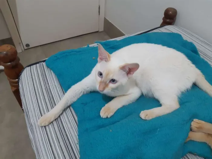 Gato ra a SRD idade 7 a 11 meses nome Charles