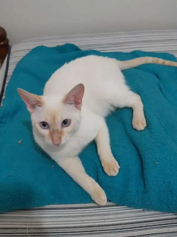 Gato ra a SRD idade 7 a 11 meses nome Charles
