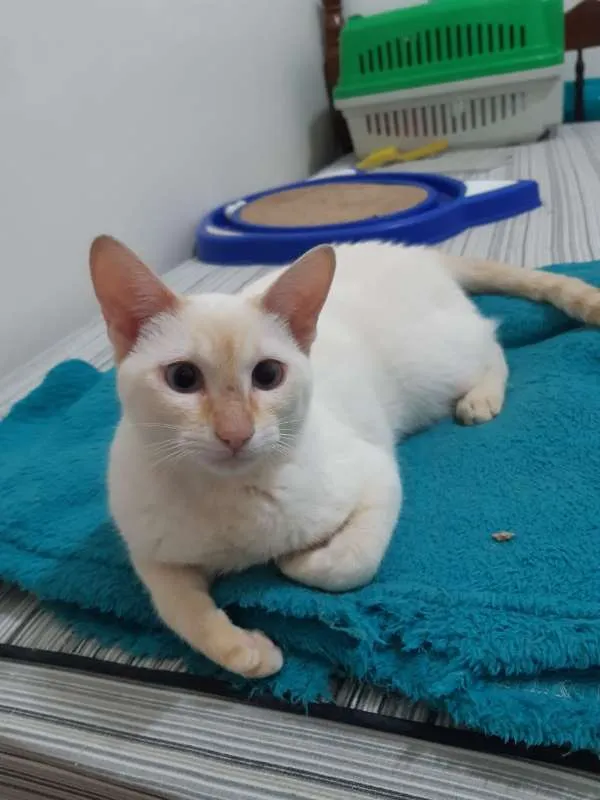 Gato ra a SRD idade 7 a 11 meses nome Charles