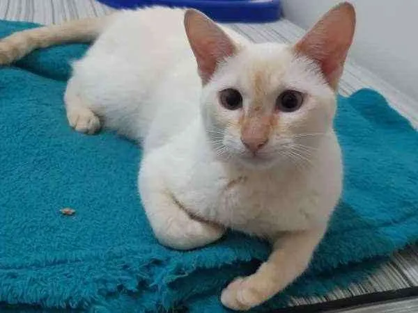 Gato ra a SRD idade 7 a 11 meses nome Charles