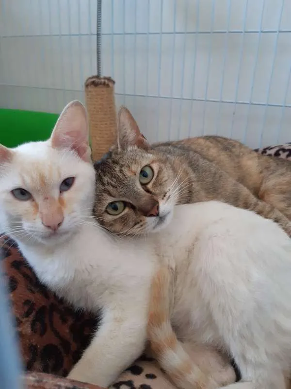 Gato ra a SRD idade 1 ano nome Luli