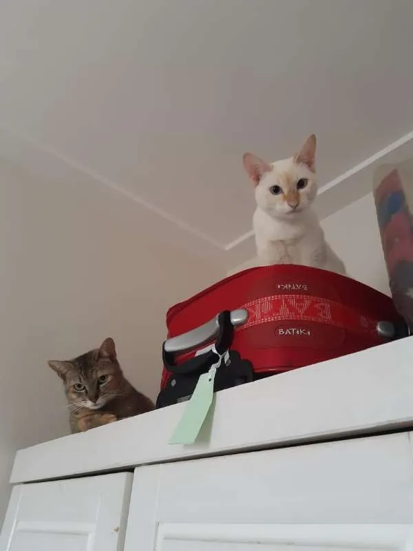 Gato ra a SRD idade 1 ano nome Luli