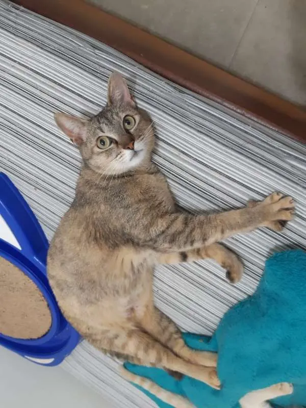 Gato ra a SRD idade 1 ano nome Luli