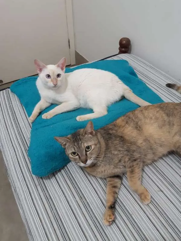 Gato ra a SRD idade 1 ano nome Luli