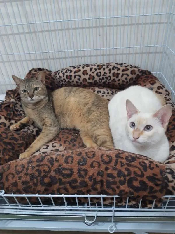 Gato ra a SRD idade 1 ano nome Luli