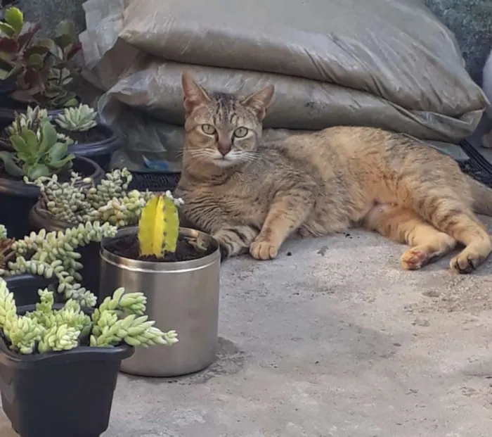 Gato ra a SRD idade 1 ano nome Luli