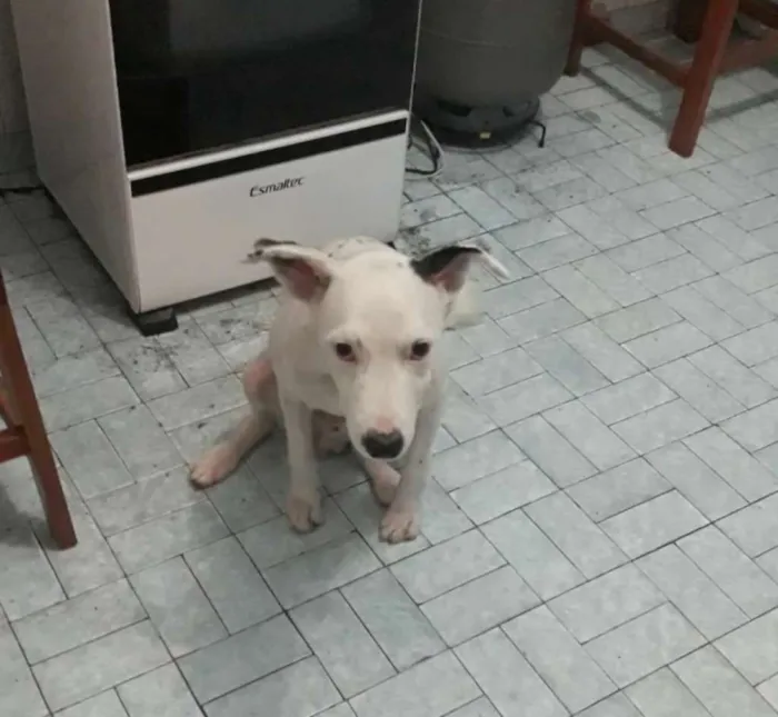 Cachorro ra a Mistura de mix boder collie idade 1 ano nome Jordan