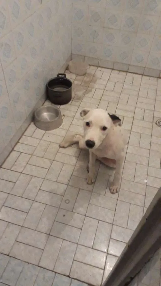 Cachorro ra a Mistura de mix boder collie idade 1 ano nome Jordan