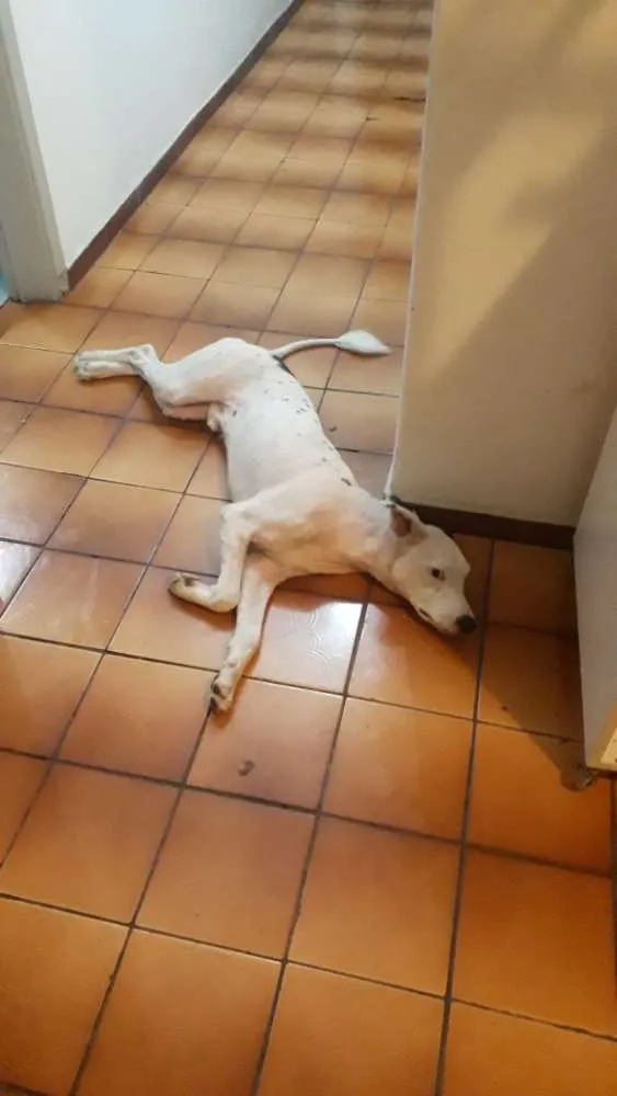 Cachorro ra a Mistura de mix boder collie idade 1 ano nome Jordan