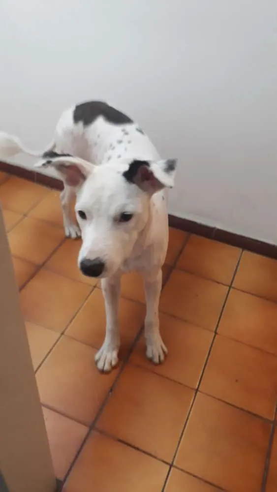 Cachorro ra a Mistura de mix boder collie idade 1 ano nome Jordan