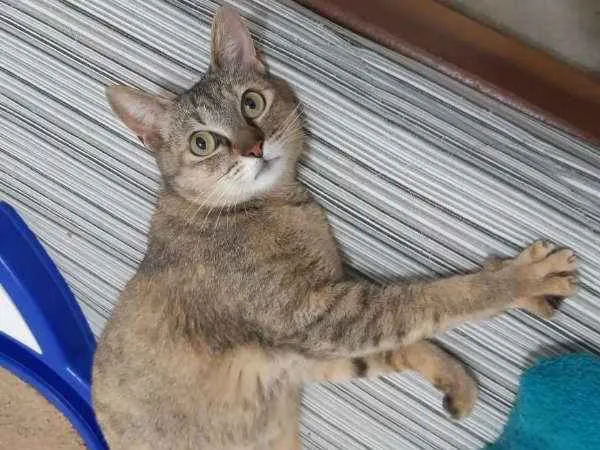Gato ra a SRD idade 1 ano nome Luli
