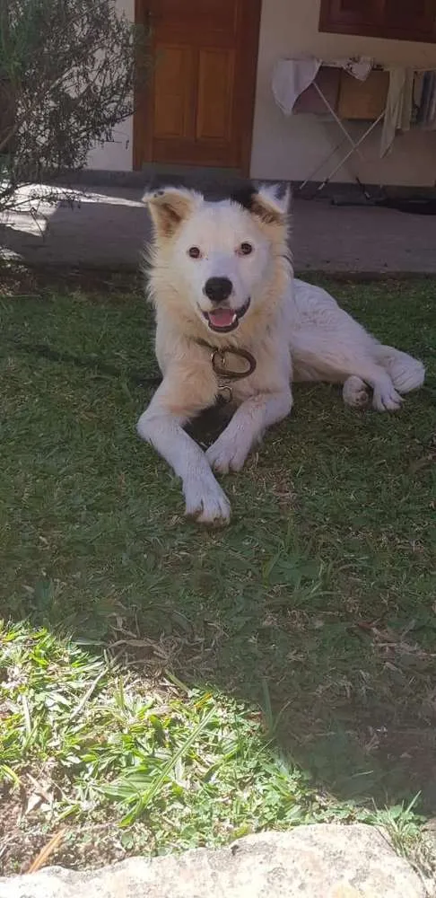 Cachorro ra a Mistura de mix boder collie idade 1 ano nome Jordan