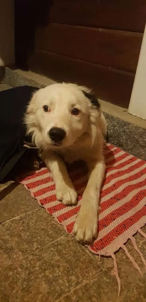 Cachorro ra a Mistura de mix boder collie idade 1 ano nome Jordan