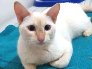 Gato raça SRD idade 7 a 11 meses nome Charles