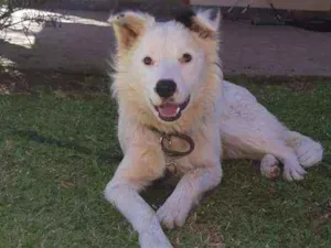 Cachorro raça Mistura de mix boder collie idade 1 ano nome Jordan