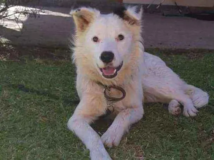 Cachorro ra a Mistura de mix boder collie idade 1 ano nome Jordan