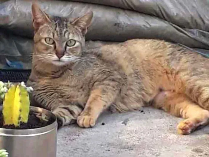 Gato ra a SRD idade 1 ano nome Luli