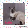 Gato raça SRD idade 7 a 11 meses nome LOLITA