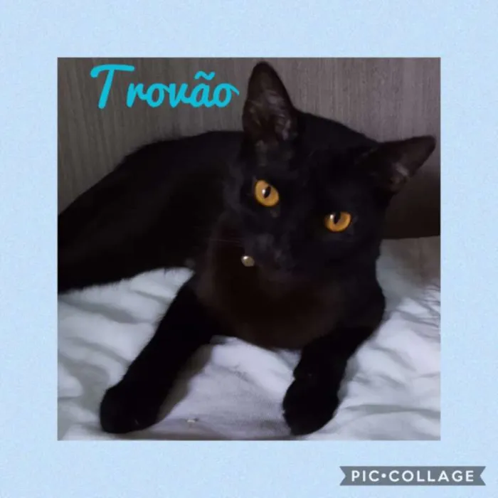 Gato ra a SRD idade 7 a 11 meses nome TROVÃO