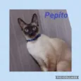 Pepito 