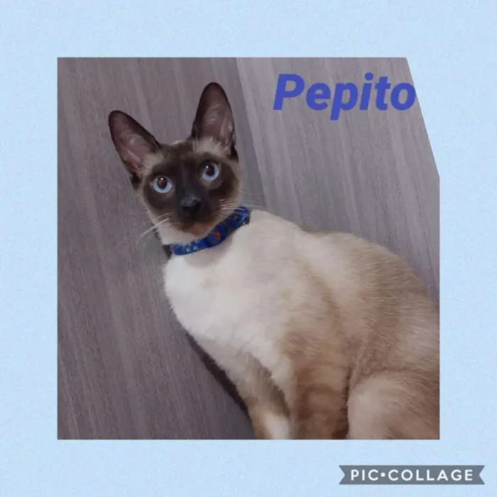 Gato ra a srd idade 7 a 11 meses nome Pepito 