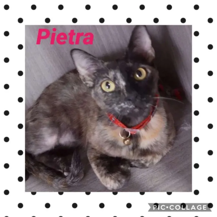 Gato ra a srd idade 7 a 11 meses nome Pietra