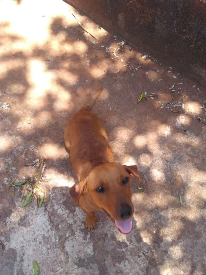 Cachorro ra a Vira lata idade 2 anos nome Sem nome 