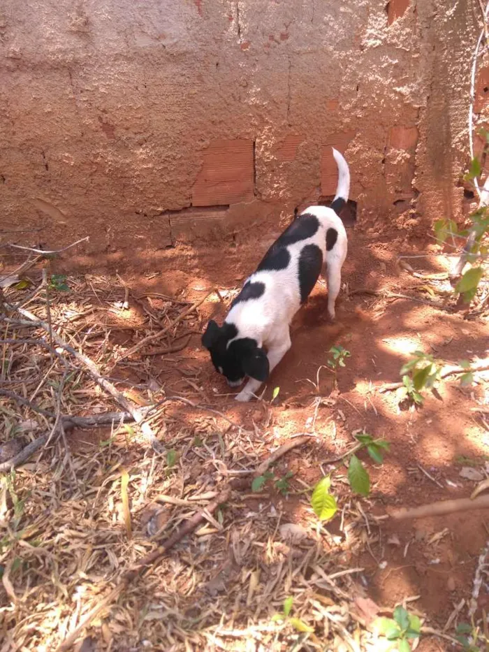 Cachorro ra a Vira lata idade 2 anos nome Sem nome 