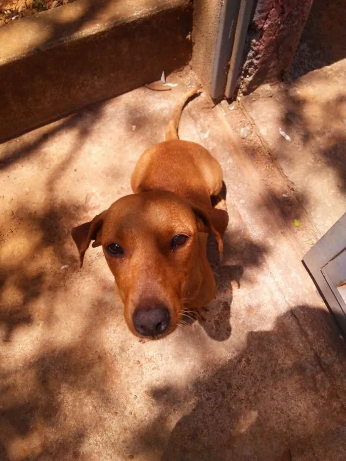 Cachorro ra a Vira lata idade 2 anos nome Sem nome 