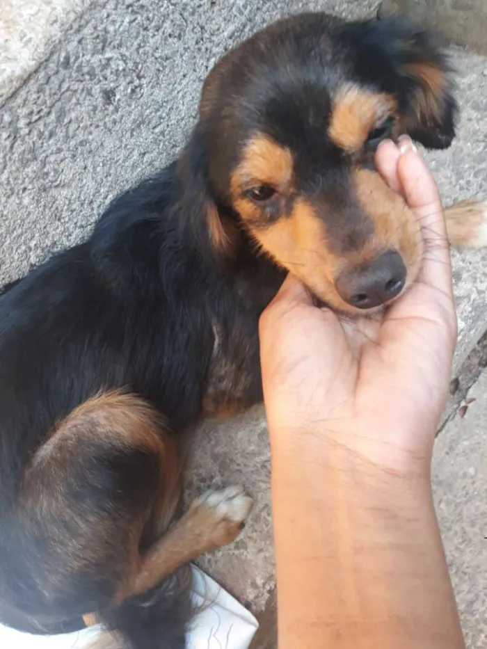 Cachorro raça SEM RAÇA idade 1 ano nome sem nome*