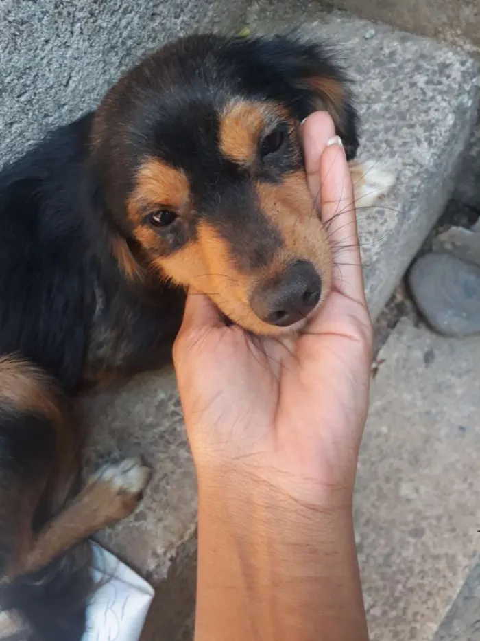Cachorro raça SEM RAÇA idade 1 ano nome sem nome*