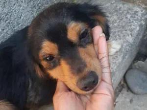 Cachorro raça SEM RAÇA idade 1 ano nome sem nome*