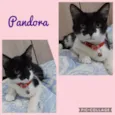 PANDORA