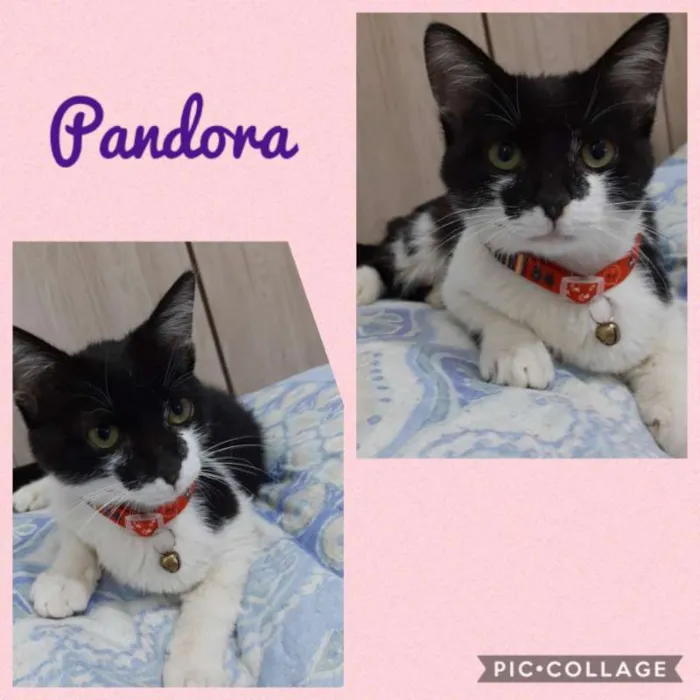 Gato ra a srd idade 2 a 6 meses nome PANDORA