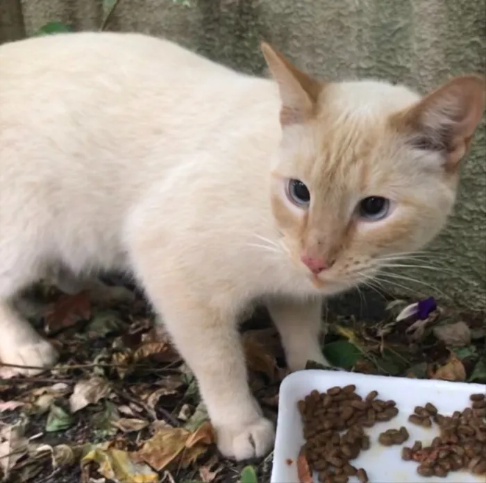 Gato raça Srd  idade 1 ano nome Pepe lindo 