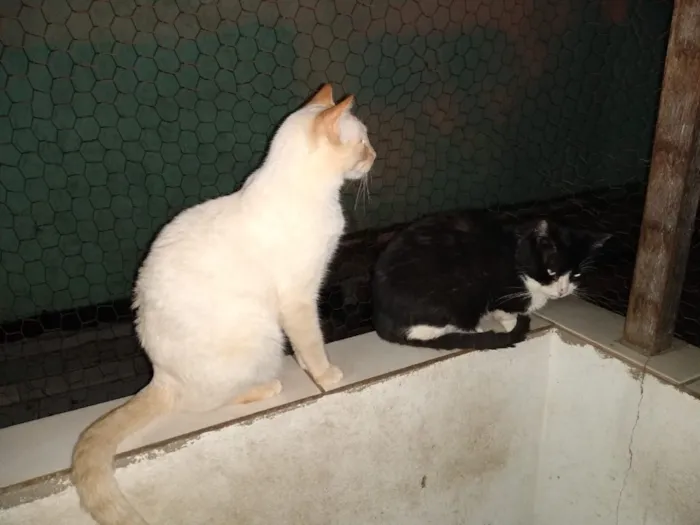 Gato raça Srd  idade 1 ano nome Pepe lindo 