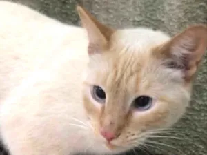 Gato raça Srd  idade 1 ano nome Pepe lindo 