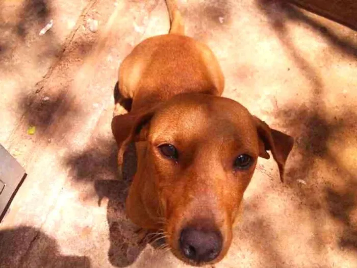 Cachorro ra a Vira lata idade 2 anos nome Sem nome 