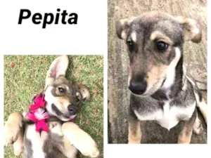 Cachorro raça srd idade 2 a 6 meses nome Pepita