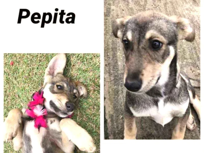 Cachorro ra a srd idade 2 a 6 meses nome Pepita