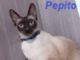 Pepito 