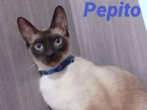 Gato raça srd idade 7 a 11 meses nome Pepito 