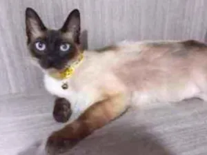 Gato raça srd idade 7 a 11 meses nome DALILA